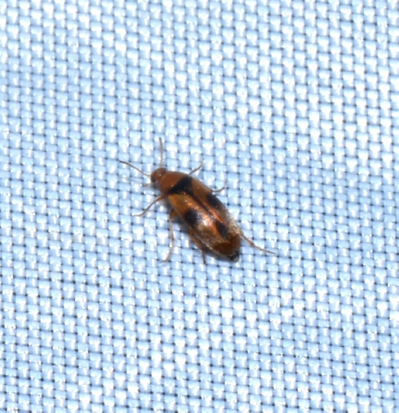 Piccolissimo coleottero: Scraptiidae sp.